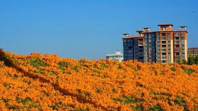 楚雄花开成海！你期盼的春天提前来了