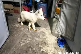 野生白狐狸深夜觅食，闯入卤菜店老板家床下图片