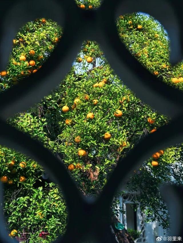 怎么能错过秦淮的秋天呢？