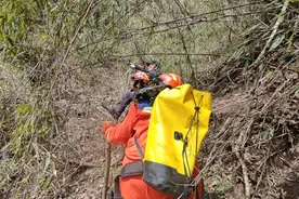 “一下子就冲了过来！”几百斤母熊带两崽围困4名工人约3小时图片