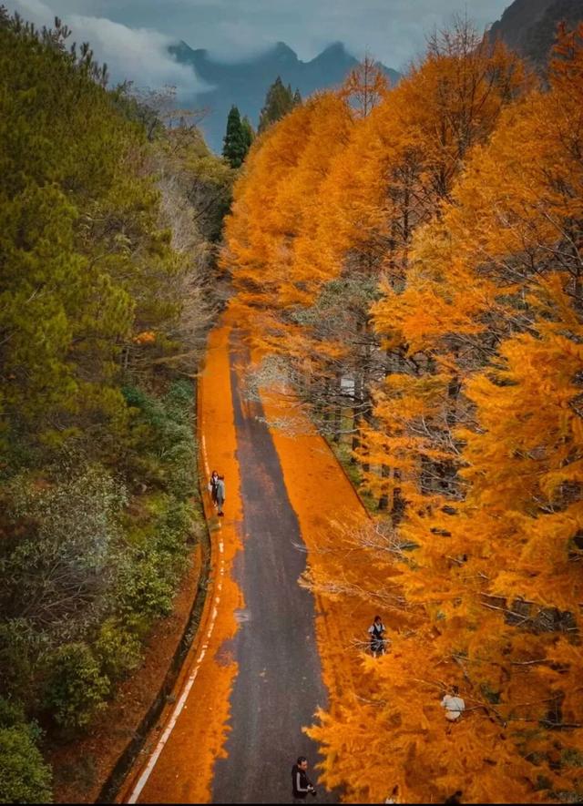 杉树红了！江西这些地方拍“红杉”大片超赞