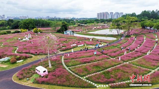 广西南宁：粉黛花海引游人