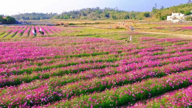 阳江冬日限定“粉海”！市区出发，仅需半小时车程