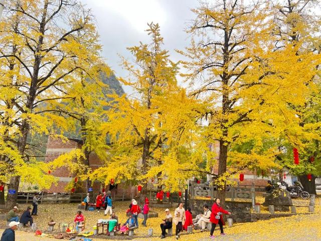 赏杏预告｜限时鎏金，打卡银杏的高光时刻