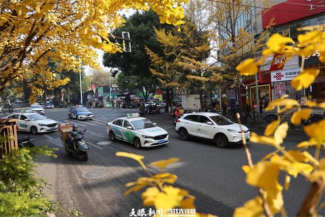 金色银杏与车流共舞,贵阳文昌南路上的“限定冬景”