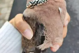 余杭女子救下戴着“波点围巾”的斑鸠，没想到一个月后上演“暖心后续”……图片