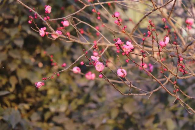 枝江2026年第一波梅花开了！