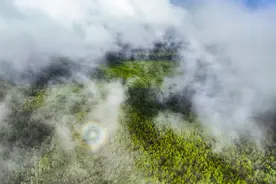 吉林人参系列报道之一：秘境“山珍”——林下参图片