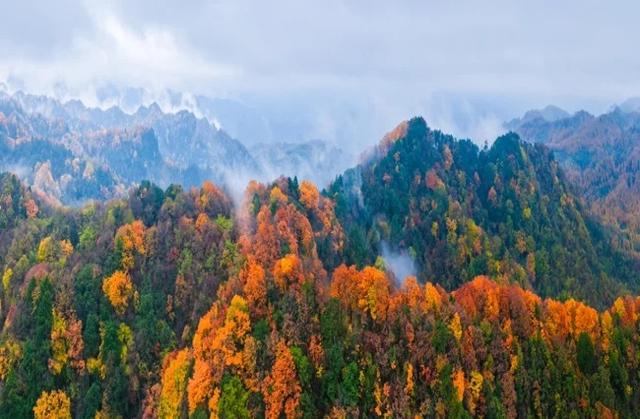 旺苍初冬红叶如画 山色斑斓引客来