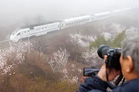 长城、列车、山桃花 拍摄开往春天的列车最佳观景位已开放图片