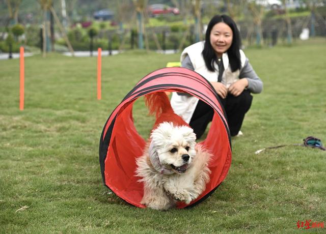 国内首个，萌犬集结！成都森犬乐园开放，解锁人宠同游新体验