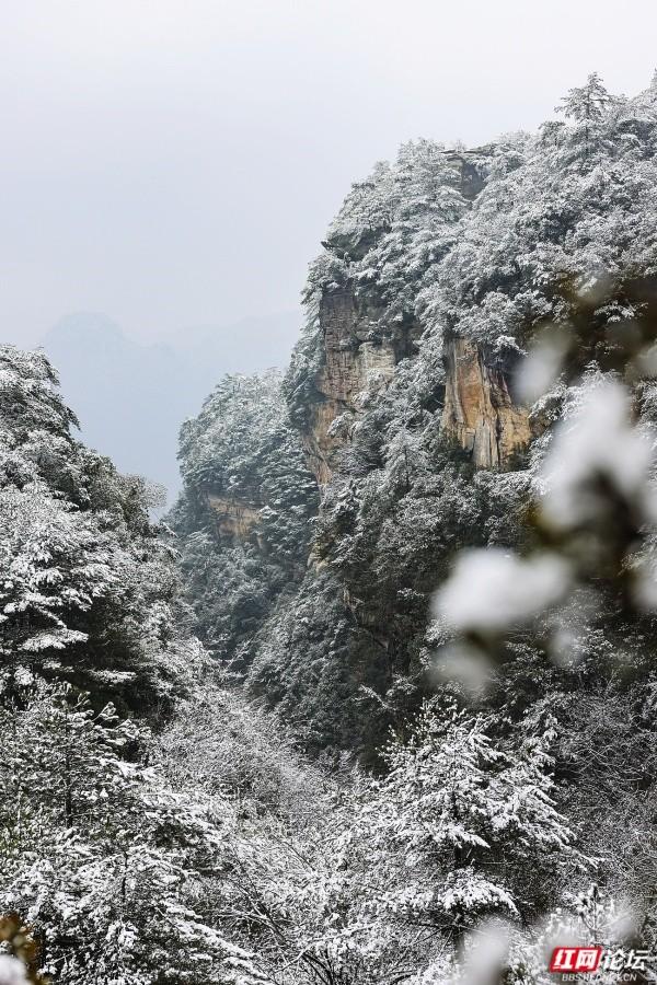 【每日一图@湖南】张家界冬日限定奇观！峰林裹银装，雾凇美出圈