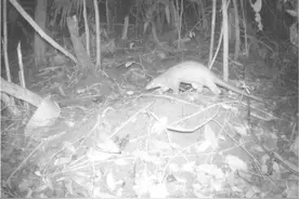 涉及6个自然保护区！云南初步建立穿山甲保护监测体系图片