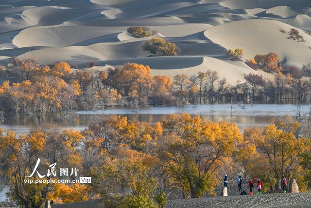 新疆尉犁：大漠胡杨醉游人