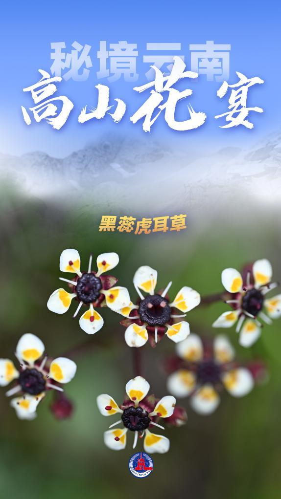 美丽中国丨秘境云南，高山花宴