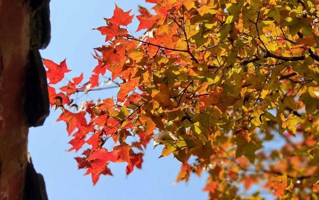 云驼秋深，重阳登高：赴一场山与暖的约会