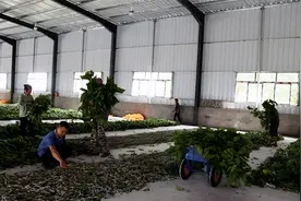 宜城市板桥店镇：种桑养蚕好“钱景”增收致富有"丝"路图片