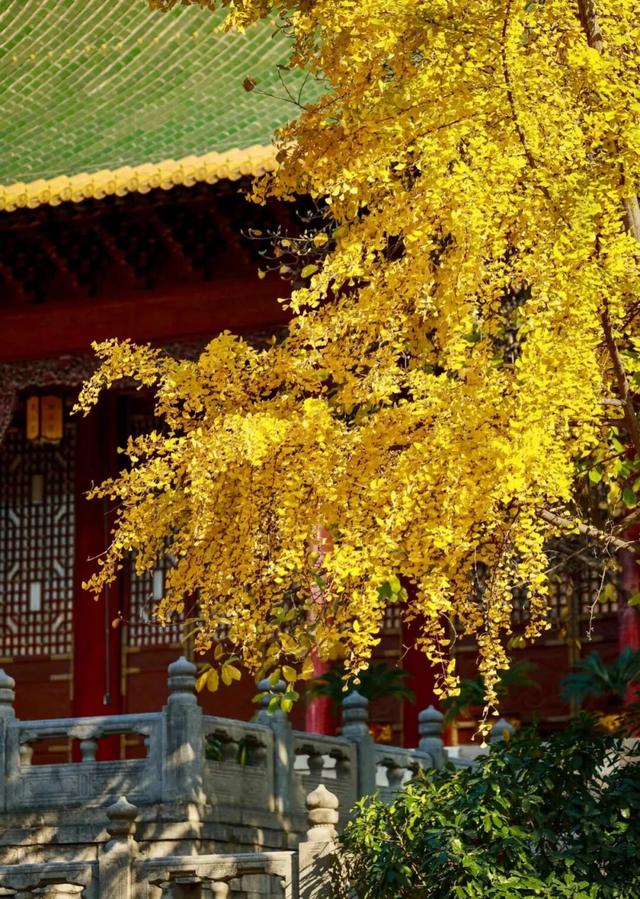 报！已达颜值巅峰！