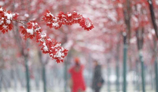 “尔滨”迎初雪 冰雪季启幕在即