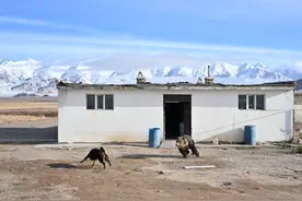 投喂、逗弄藏马熊：该剥离对野生动物的浪漫化想象了 | 新京报快评图片