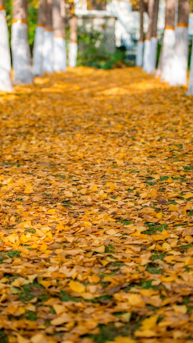 深秋郑州文博广场：600株银杏绘就“金色画卷” 邂逅浪漫秋韵