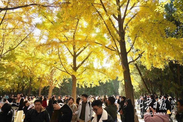 拥抱秋色！地坛银杏大道游人如潮