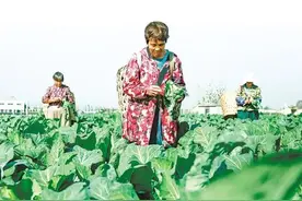 “中国花菜第一镇”张港镇产业升级再出发图片