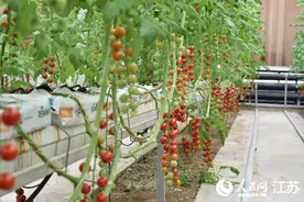 江苏连云港：“空中番茄”种出科技范儿图片