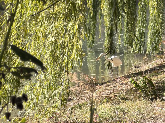 组图丨深秋海藏：天蓝水碧叶如金