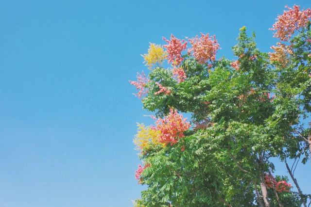 抓住晴天的尾巴！静安限时浪漫秋色，再不去就亏了丨静宝聊天室