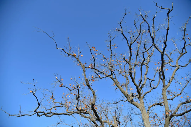 谁说冬天只有白色！快来解锁冀南新区冬日色彩
