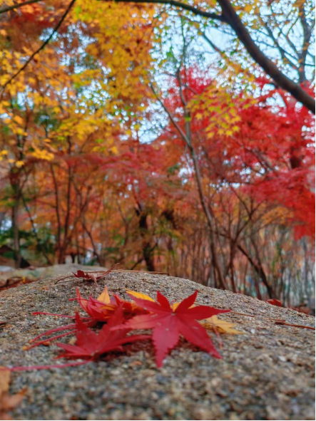 畅游青岛 文明相伴｜山海披红装，崂山进入高饱和度的秋天！
