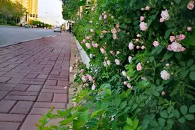 聊放侧枝花图片