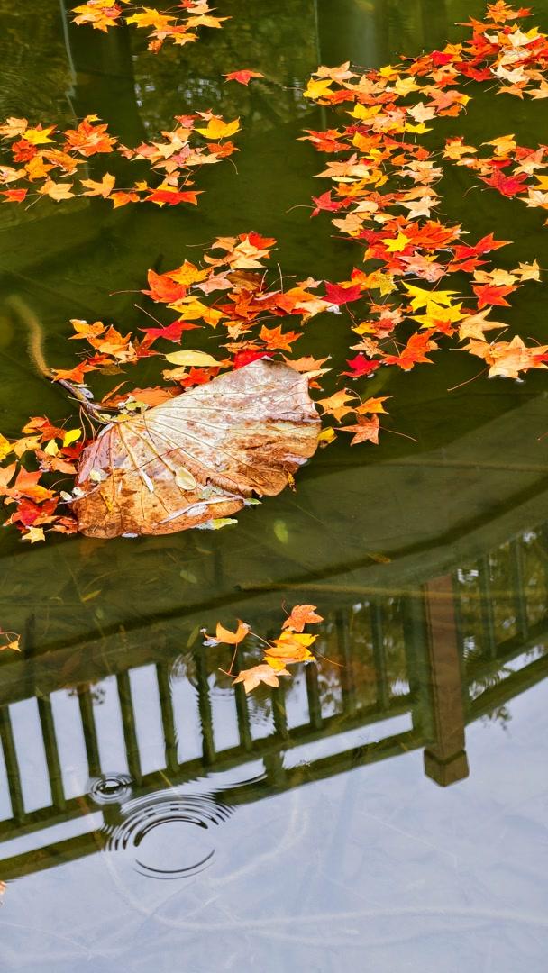 雨落颐和园后溪湖，秋色染透一地金黄