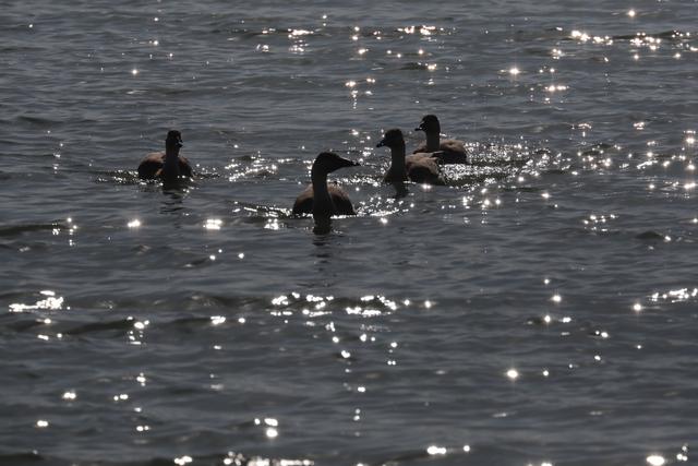 南海子公园鸿雁群飞