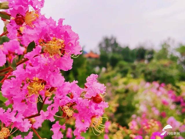 组图丨泰山虎山公园：紫薇花开 惊艳盛夏