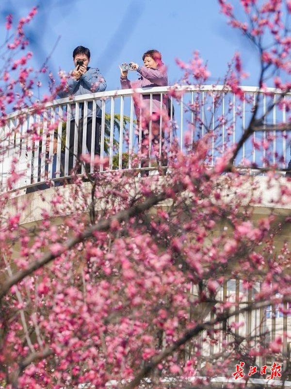 最新公园赏梅地图发布，武汉116座公园可赏梅花