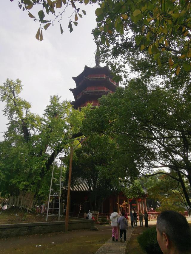 晚潮｜深秋，总要看场菊展吧