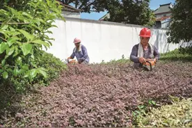 园丁“剪”出新景致图片