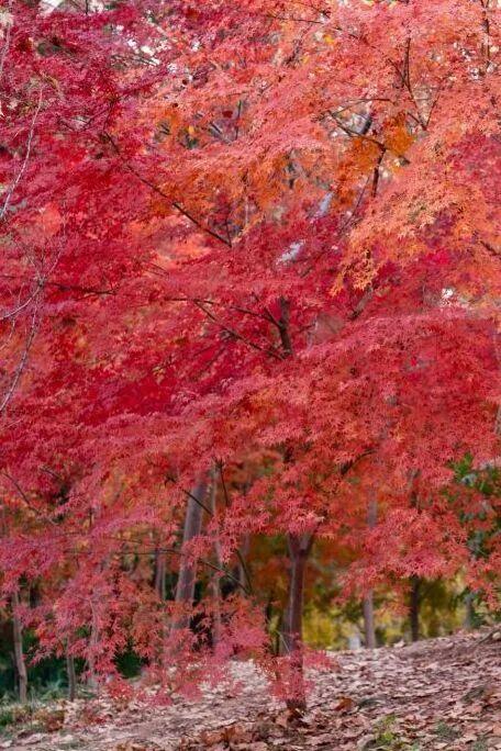 武汉冬日已“枫”神，全部地铁直达