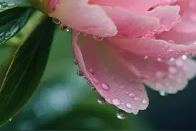 谷雨：春之暮章，雨生百谷图片