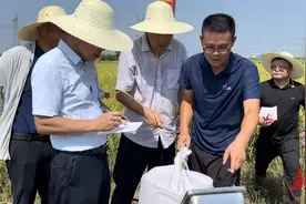 常德再生稻头季测产亩产干谷877.7公斤  创全国再生稻高产新纪录图片