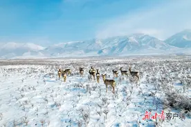 天祝县：狍鹿马鹿雪中撒欢图片