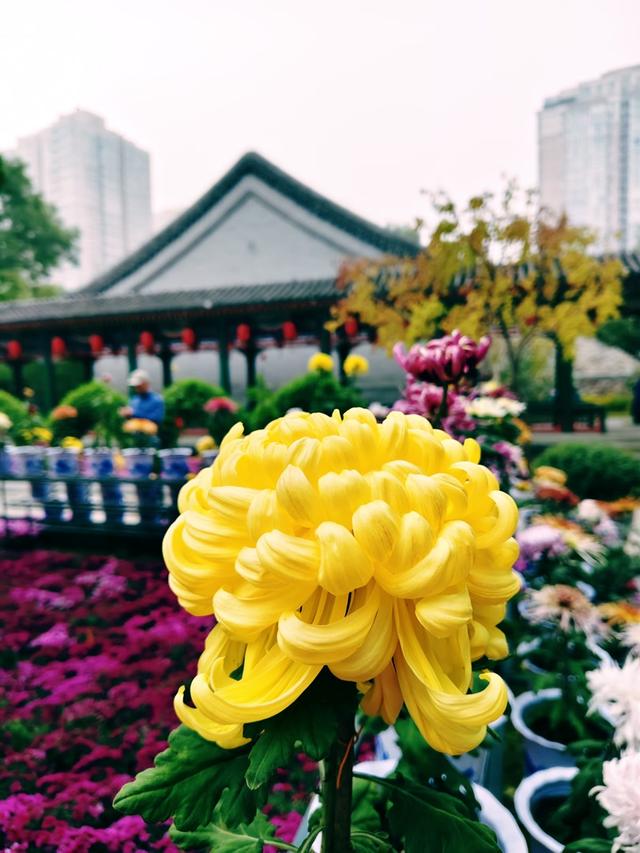 重阳紫竹院，菊香漫园