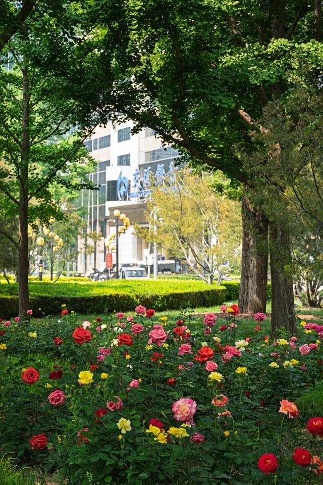 五月限定！西城花事正盛，赴一场初夏浪漫之约
