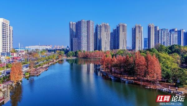 【每日一图@湖南】漫步粟雨湖畔，拾取水杉与冬光合写的暖意篇章