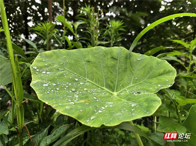 何必去远方？在桂东，我遇见23℃的夏天