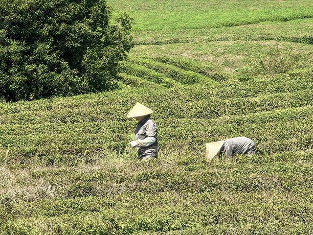 晚潮｜径山竹茶园点茶记
