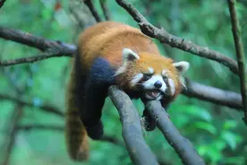 云南一景区悬赏寻找出逃3月小熊猫：未找回，已监控到踪迹图片