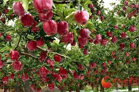 科技“智”造！天水花牛苹果用“芯”甜透你的味蕾图片